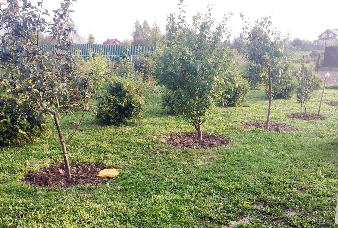 Что посадить рядом с яблоней: хорошие и плохие соседи в саду - etocvetochki.com