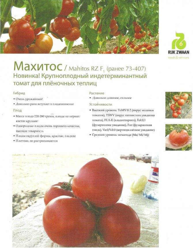 Описание томата махитос и особенности выращивания гибрида