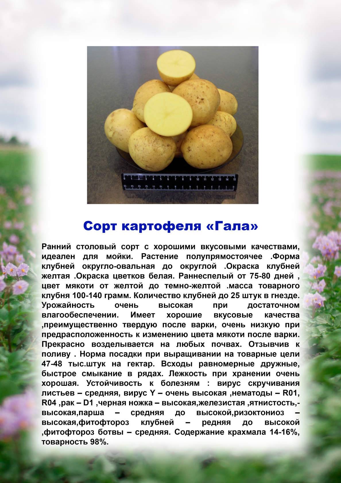 Сорт картофеля вектор: описание и характеристика белорусского вида, а также фото данного корнеплода и пошаговая инструкция по выращиванию