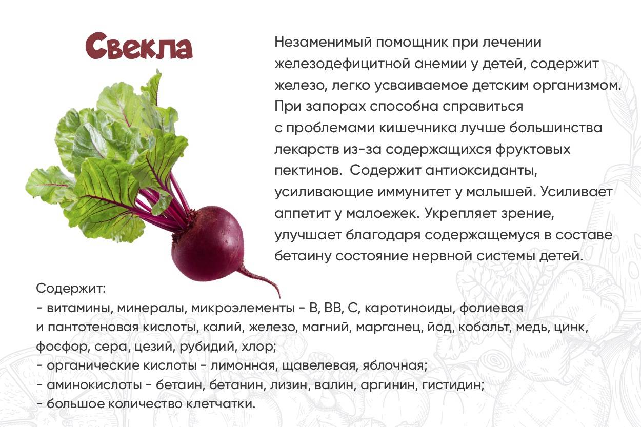 Красная редька: польза и вред овоща, свойства, противопоказания для здоровья