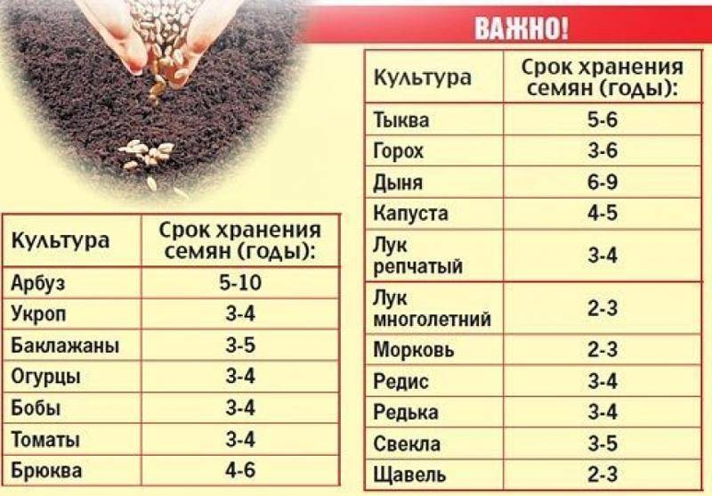 На какой год можно использовать собственные семена томатов? / асиенда.ру