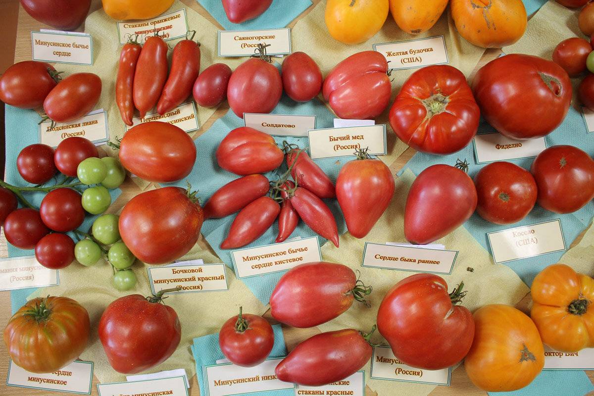 Минусинские томаты-вся правда. первый чемпион-помидор
