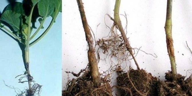 Болезни капусты: как не допустить распространения и сохранить урожай