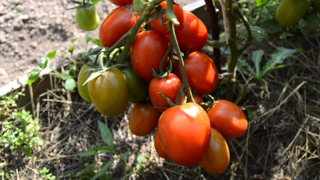 Сорта томатов для урала - для теплицы и открытого грунта