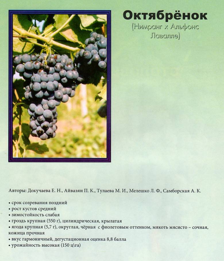 Виноград тасон: описание сорта, фото и отзывы, особенности