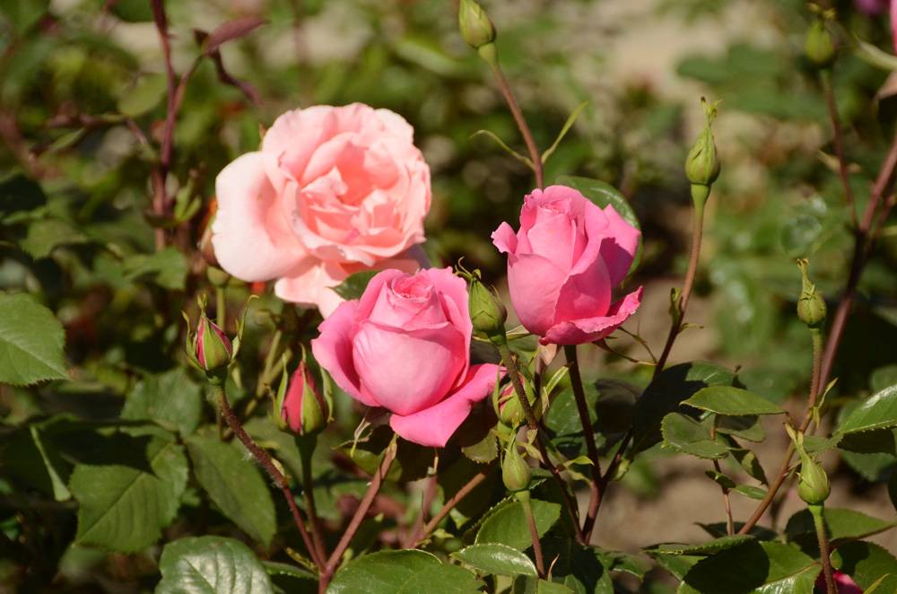 Розы грандифлора: сорта, уход, выращивание и размножение