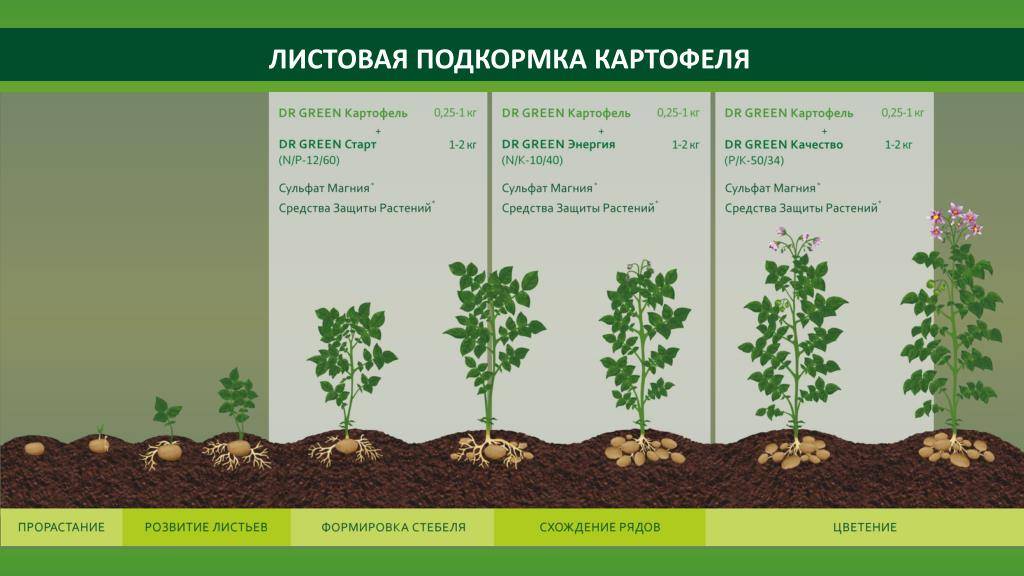 Срок созревания картофеля: сколько растет от посадки до сбора урожая, вегетация, как ускорить