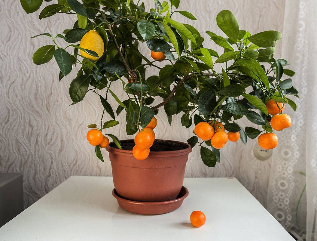 Комнатный мандарин: уход в домашних условиях за фруктовым садом - комнатные и садовые растения, уход за ними sad-doma.net