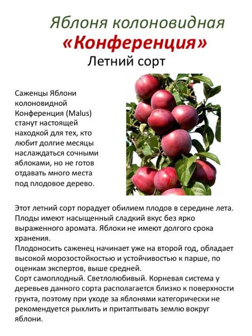 Яблоня колоновидная президент срок созревания - дневник садовода semena-zdes.ru