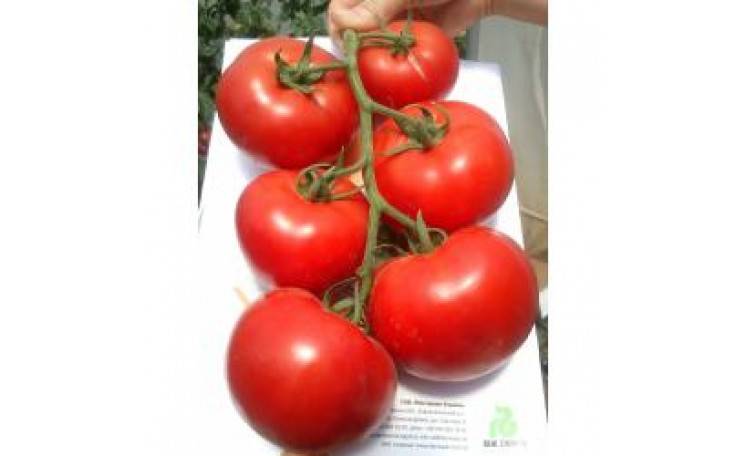 Крупноплодные голландские гибридные томаты «махитос»: секреты грамотного ухода для получения обильного урожая