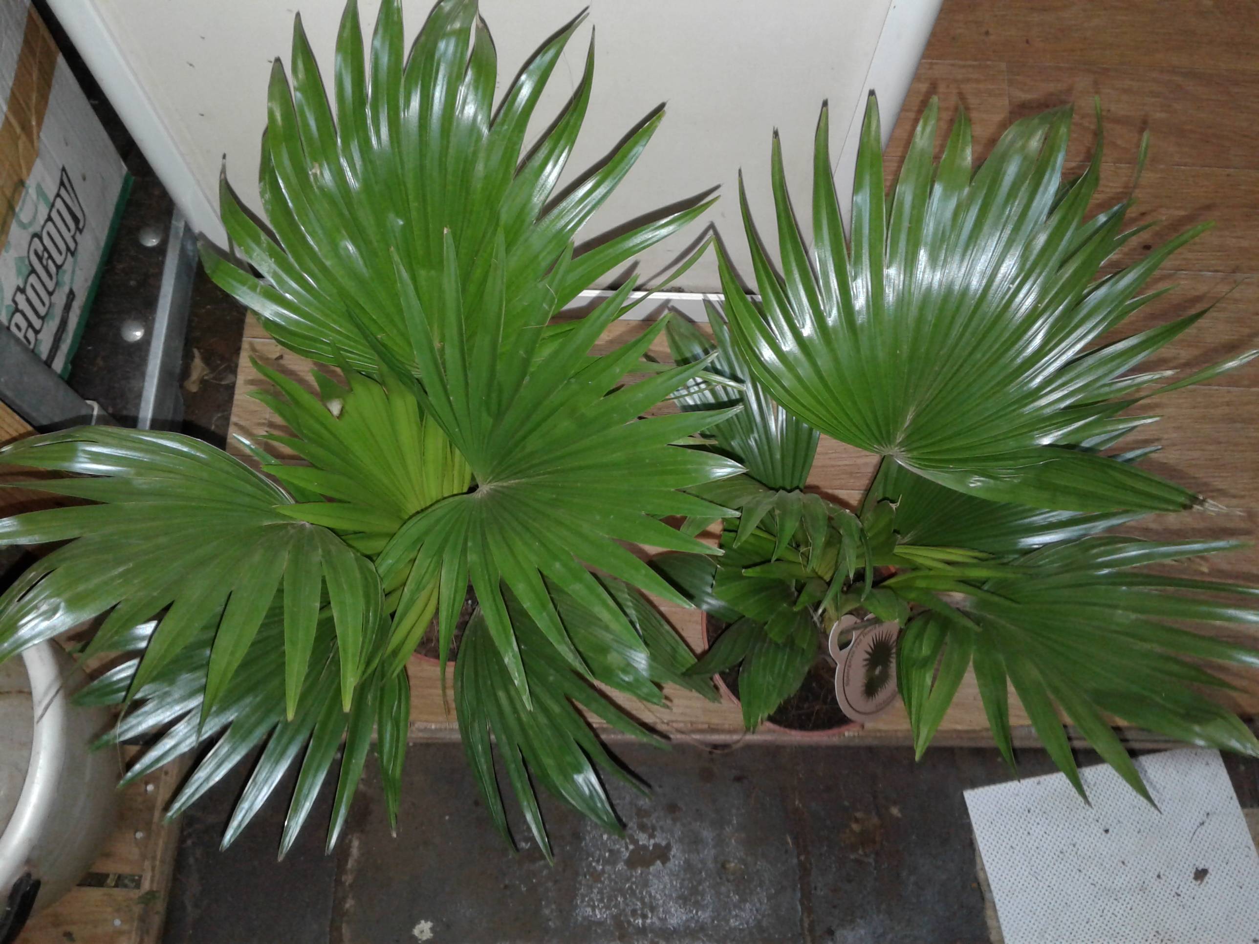 Пальма ливистона: уход в домашних условиях, выращивание из семян, фото