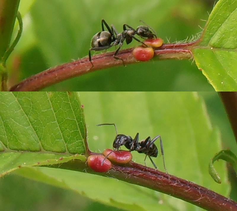 Как избавиться от муравьев на деревьях. как защитить плодовые деревья от муравьев