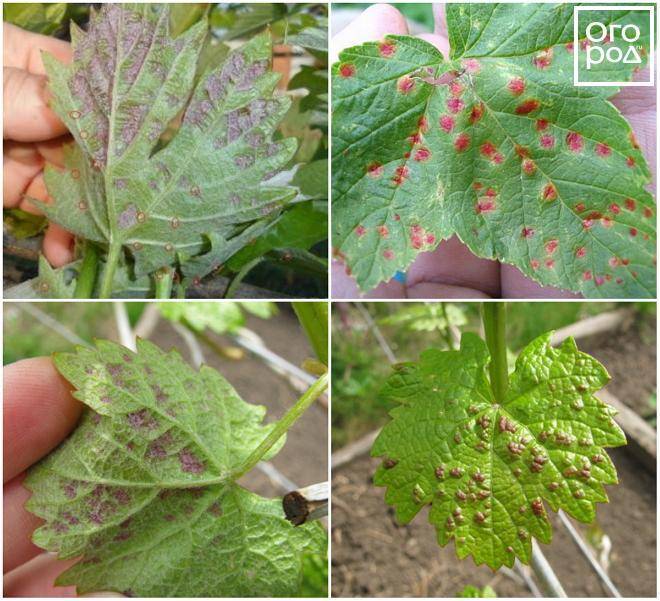 Причины появления на листьях винограда красных пятен, что делать и чем обработать