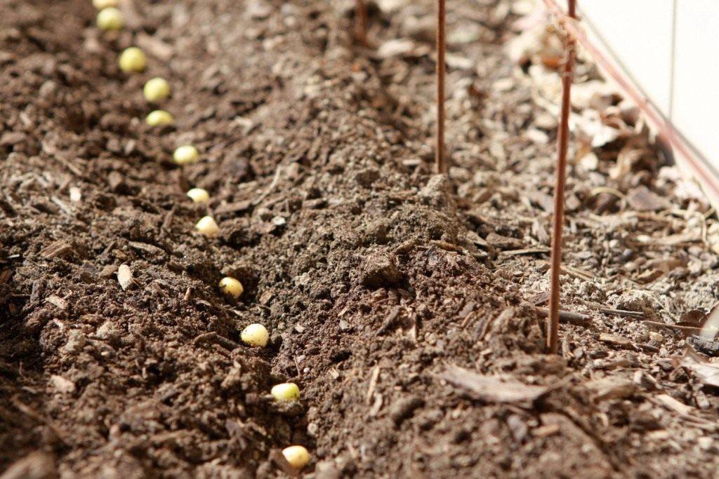 Как растет горох и что необходимо для выращивания?