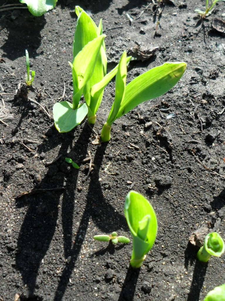 Выращивание кукурузы в открытом грунте: как вырастить и растить, как выращивать, уход