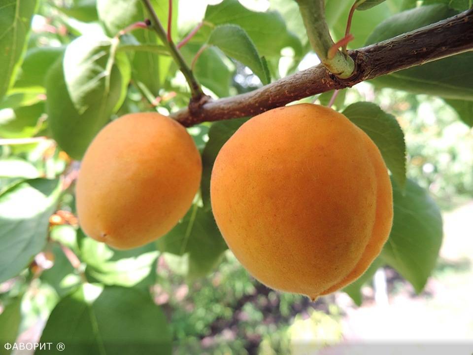 Об абрикосе фаворит: описание и характеристики сорта, посадка, уход, выращивание