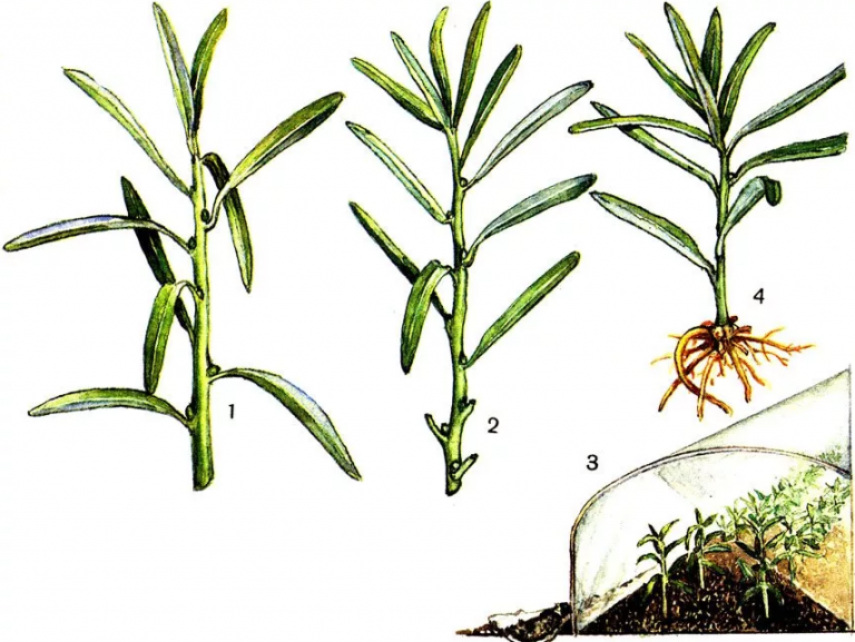 Сорта и виды кустового тархуна, как выбрать ароматный эстрагон и его применение