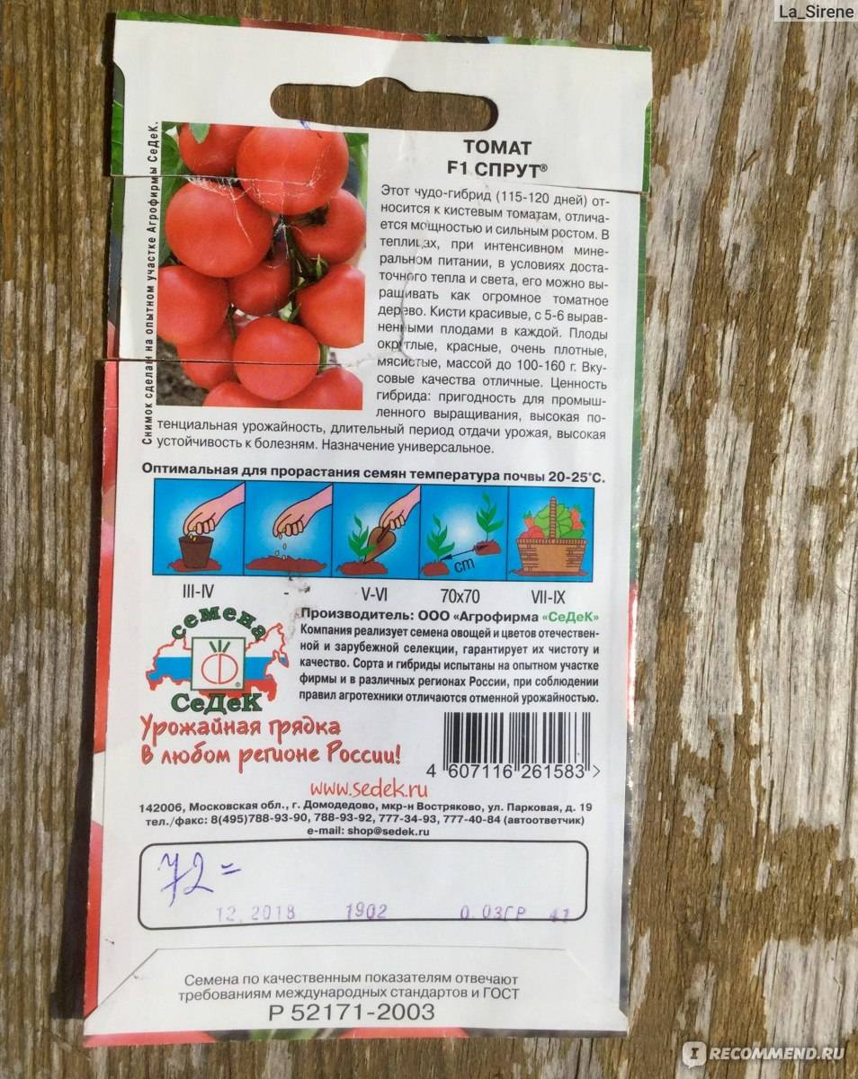 Характеристика и описание томата сорта Спрут, урожайность и выращивание