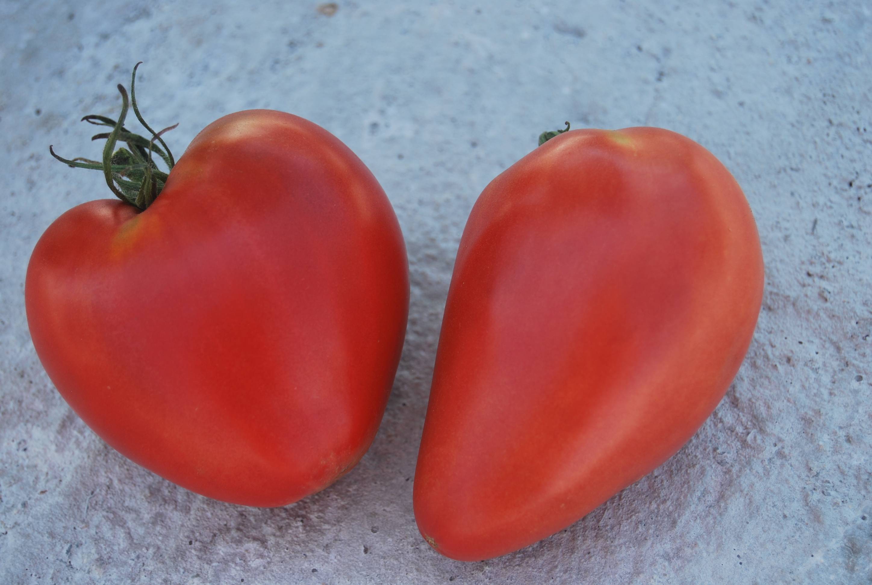 Сорт томатов марманде, описание, характеристика и отзывы, а также особенности выращивания