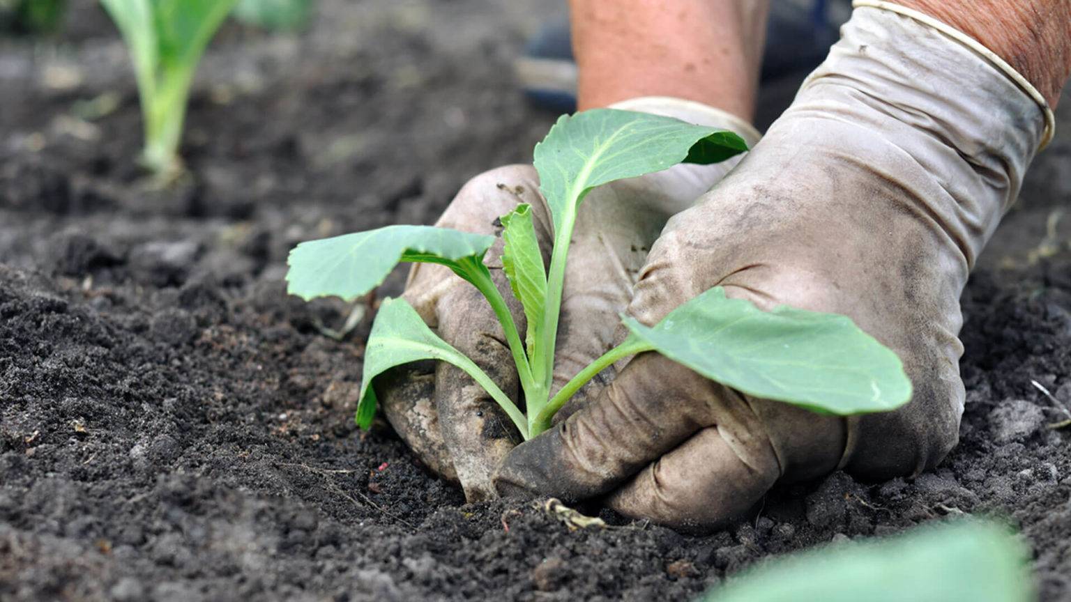Выращиваем цветную капусту на огороде: вся технология от выбора семян до рецептов блюд