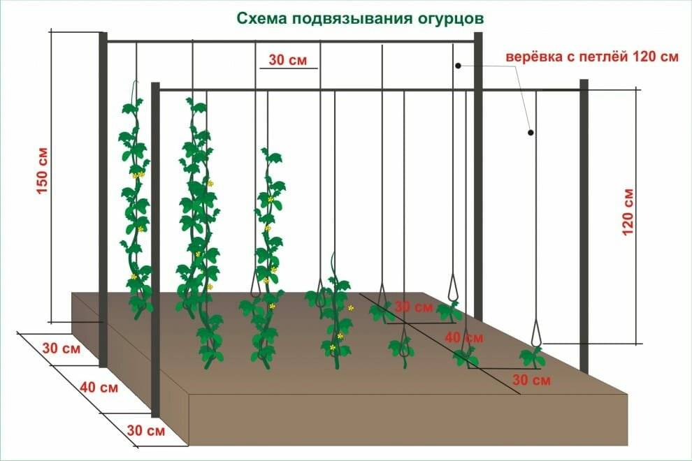 Огурцы на балконе: выращивание пошагово, лучшие сорта, как сажать и как вырастить