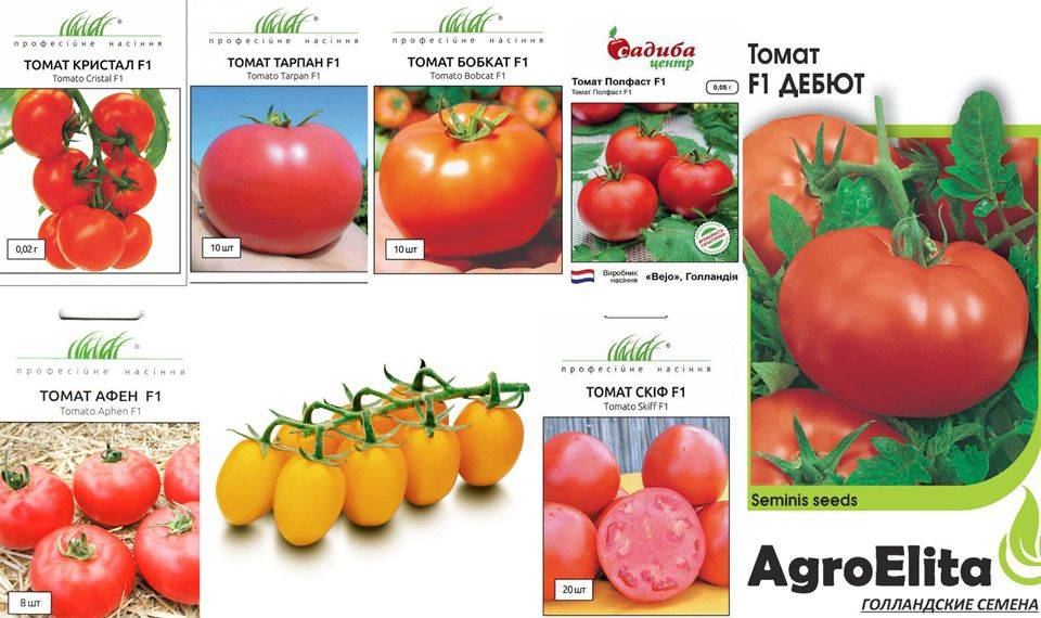 Описание лучших голландских сортов томатов для теплиц и открытого грунта