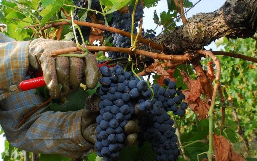 Сорт винограда «страшенский» описание с фото и видео