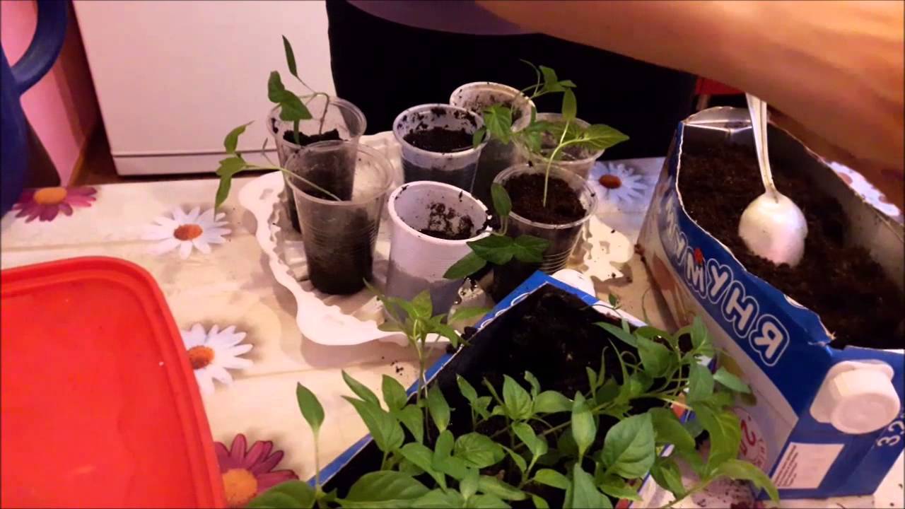 Выращивание рассады помидоров по методу юлии миняевой