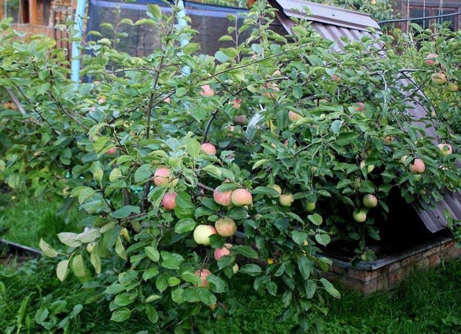 Высокая урожайность при небольшом росте — сорт яблонь братчуд