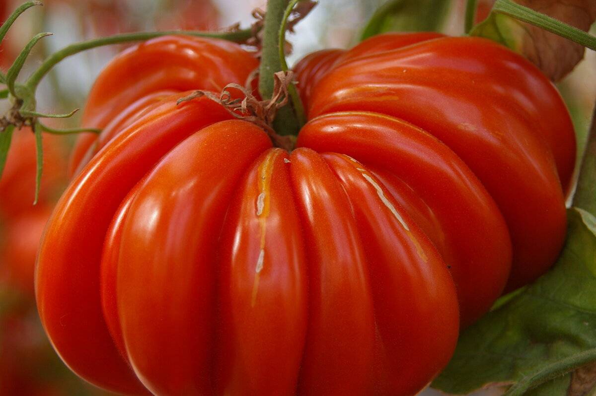 Описание сорта томата вермилион, его характеристика и урожайность - все о фермерстве, растениях и урожае