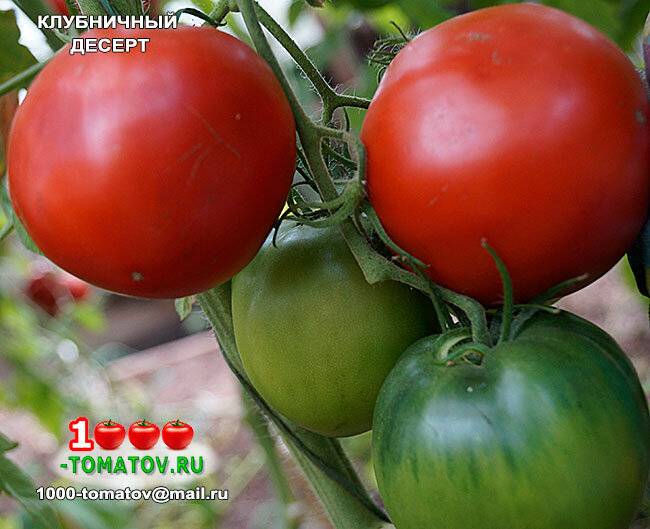 Характеристика и описание сорта томата клубничный десерт, отзывы, фото, урожайность