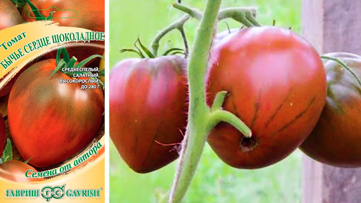 Сорт бычье сердце — советы по выращиванию томата