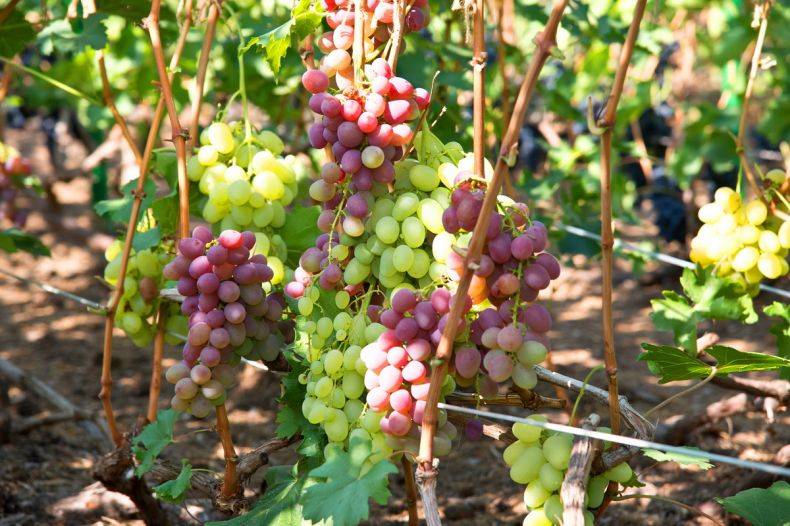 Виноград ркацители: характеристики, фото, особенности выращивания и урожайность