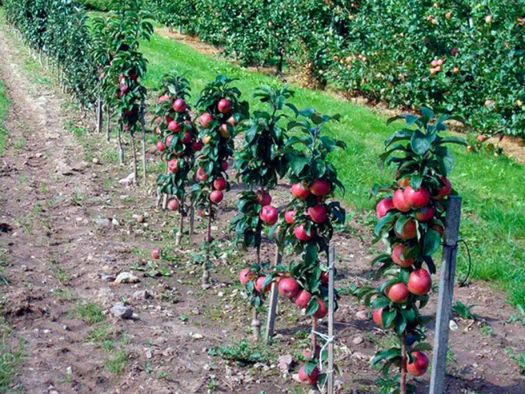 Сорта колоновидной яблони для подмосковья: 10 лучших, посадка и уход, выращивание