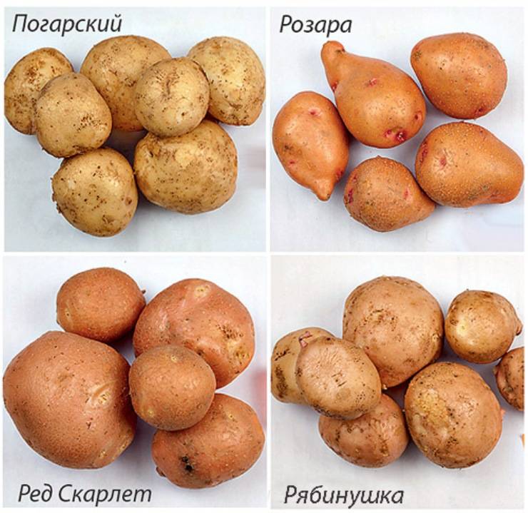 Описание сорта картофеля вектор — как поднять урожайность