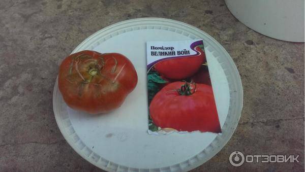 Томат толстый джек — сорт помидоров, способный вырасти даже на территории сибири