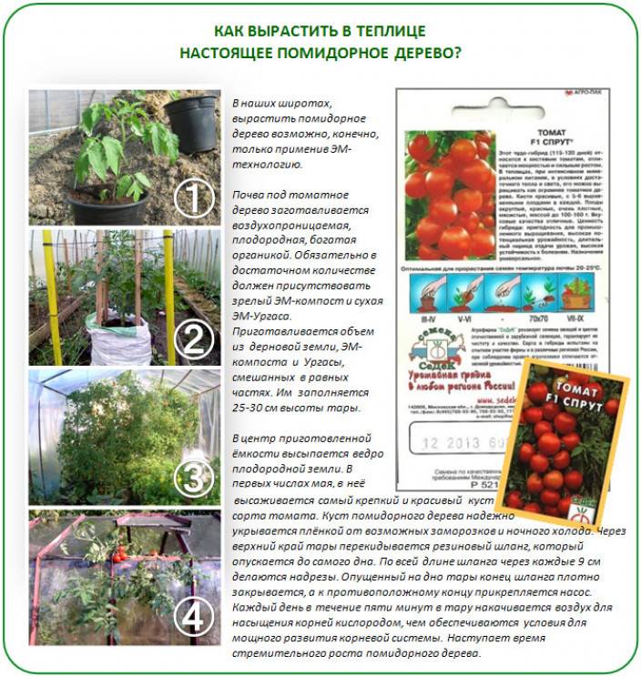 Как вырастить томатное дерево в домашних условиях и открытом грунте