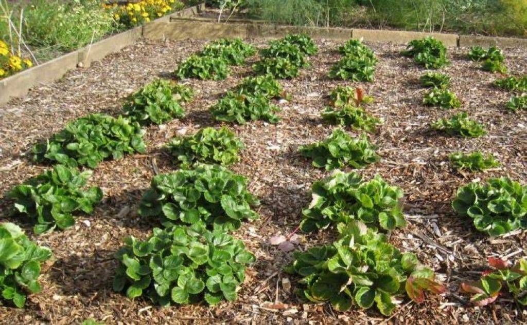 Мульчирование клубники соломой: как сделать правильно и не остаться без урожая