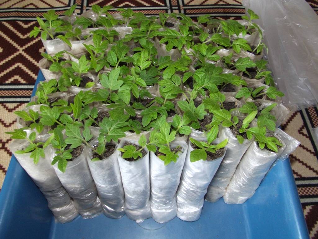 Выращиваем рассаду томатов в улитке и пеленке без пикировки и земли - как высаживать в грунт