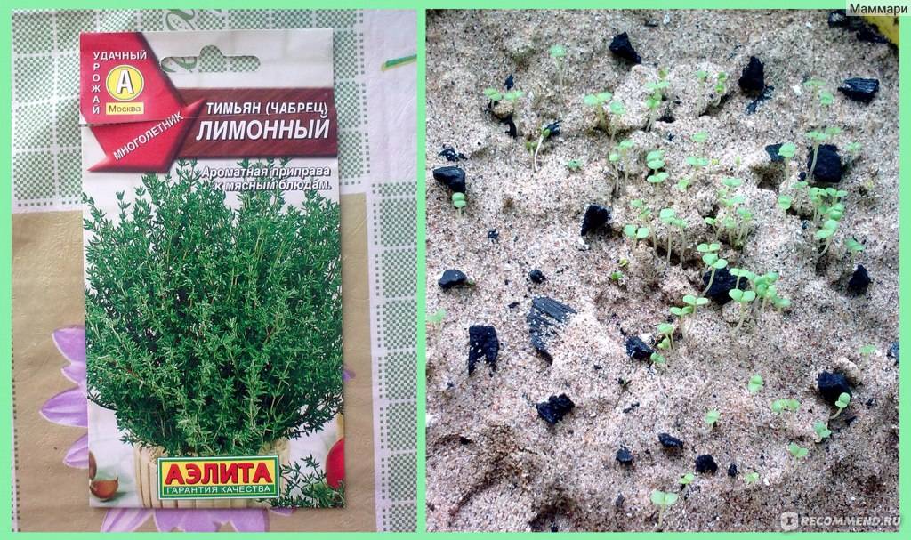 Тимьян ползучий: описание сорта, выращивание из семян в открытый грунт