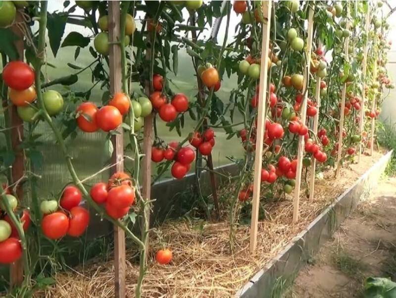 Посадка томатов в теплицу: сроки, схема, последующий уход selo.guru — интернет портал о сельском хозяйстве