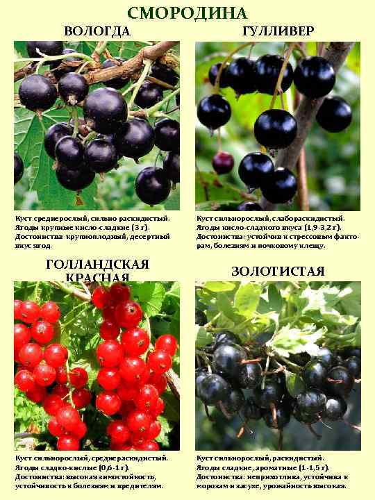 Сорта черной смородины, которые радуют своим урожаем садоводов карелии и северо-запада россии