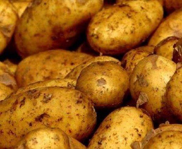 Картофель «чародей»: описание и требования к выращиванию