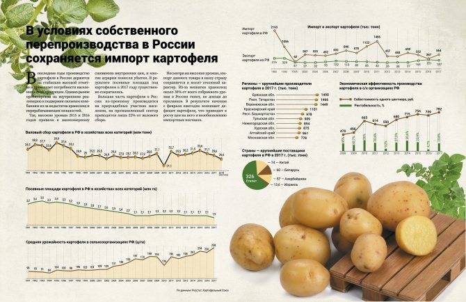 Сколько можно собрать картофеля с 1 га земли