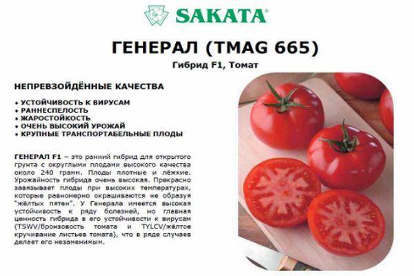 ᐉ томат "мажор" f1: описание, его характеристика, фото, а также особенности выращивания помидоры "мажор" - orensad198.ru