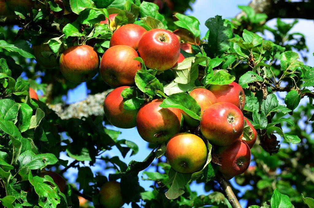 Яблоня «вишневое»: достоинства и недостатки