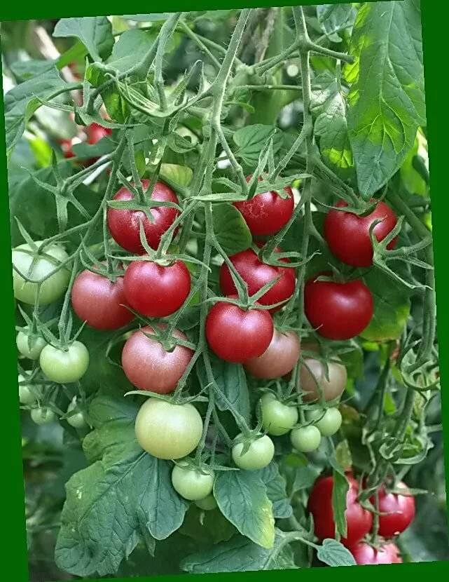 Томат торбей f1: отзывы тех кто сажал помидоры об их урожайности, характеристика и описание розового сорта семян, фото куста в высоту