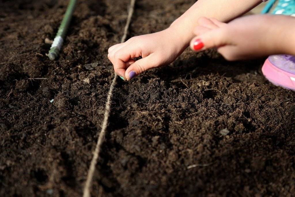 Можно ли сеять базилик под зиму: как сажать и правильно ухаживать