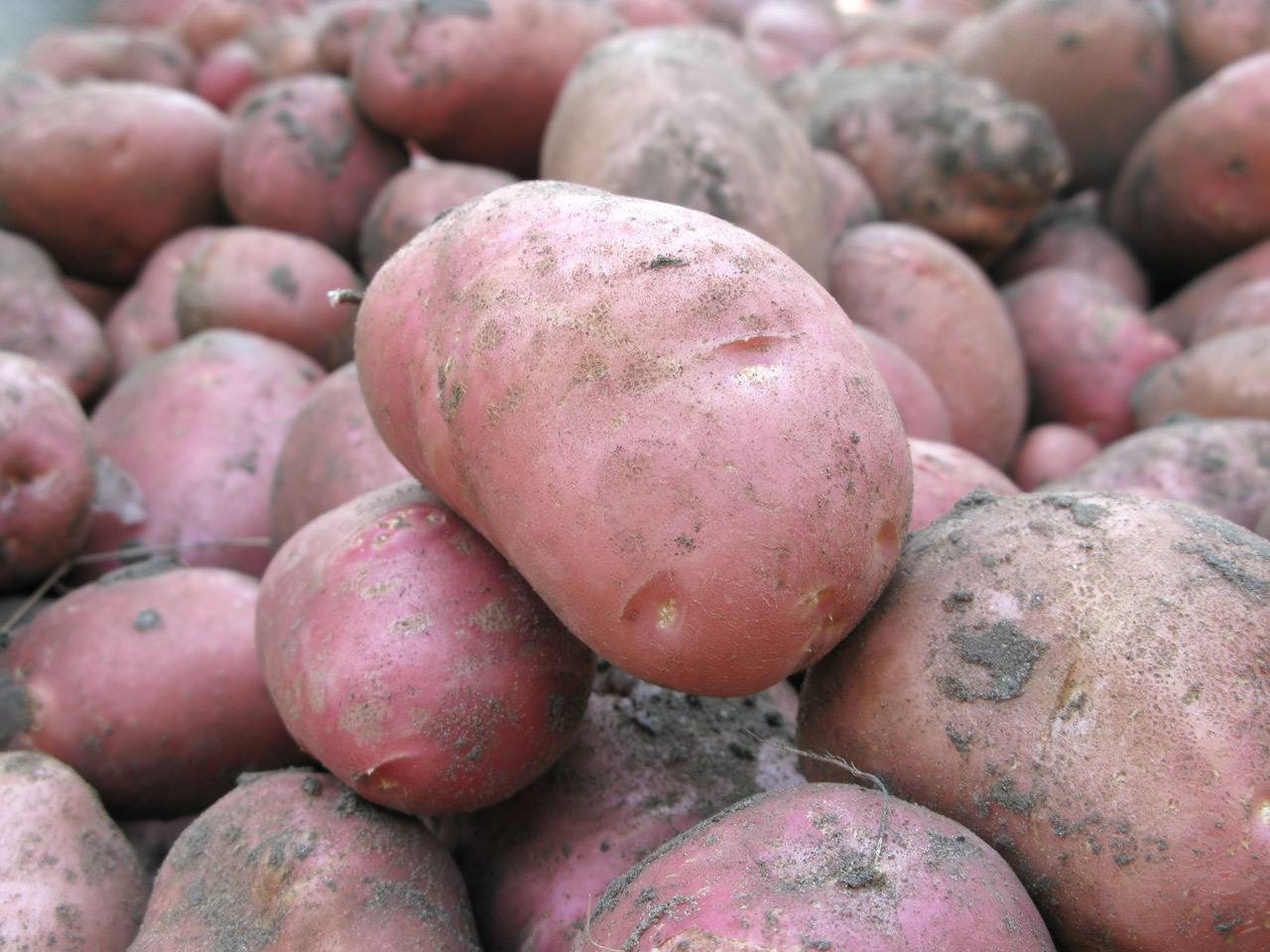 Картофель хозяюшка: описание сорта, фото, отзывы о вкусовых качествах и сроках созревания, особенности хранения и выращивания, характеристика урожайности