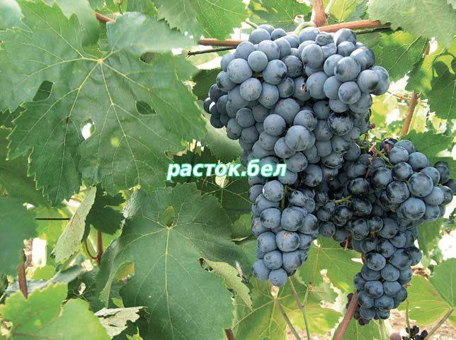 Виноград: выращивание, уход, размножение (видео) +отзывы